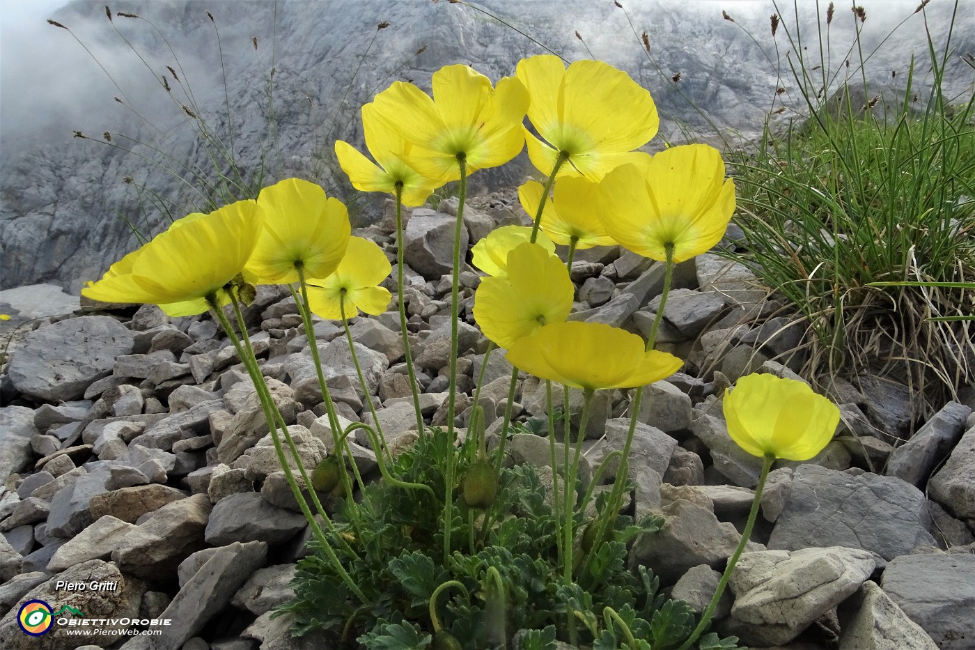 43 Papavero alpino (Papaver rhaetichum)nei macereti del Mandrone.JPG